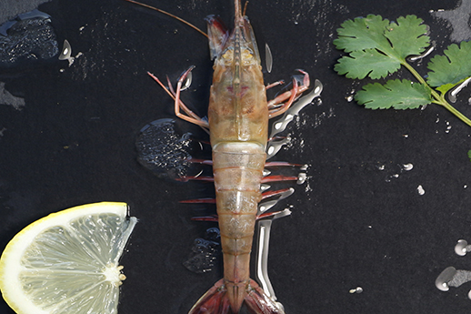 Sword Shrimp