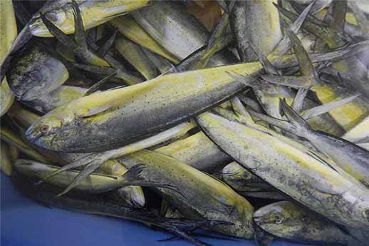 Mahi Mahi